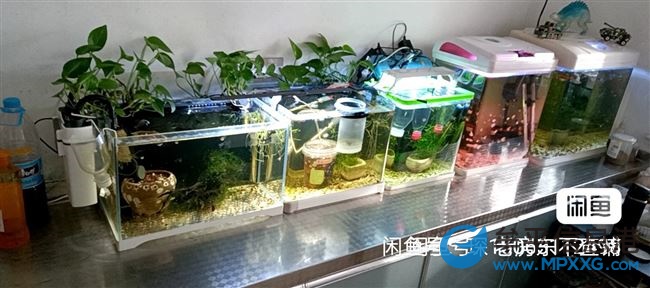 自繁自養(yǎng)孔雀魚(yú) 